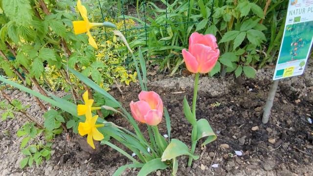 такие красивые тюльпаны ? мои тюльпаны ? Просто Мария смотреть онлайн