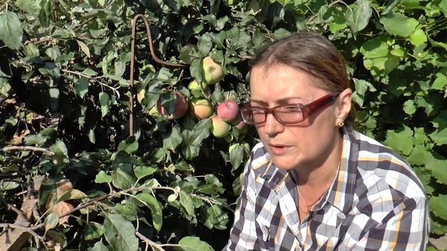 Экспедиция по виноградникам ДВ, г. Хабаровск, участок Хмелёвой О.В. 26 августа 2019 г смотреть онлайн