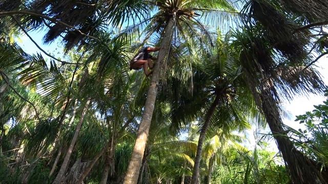 ЖЕСТЬ.ЗАЛАЗИТ НА ПАЛЬМЫ КРУЧЕ ЛЮБОГО АБОРИГЕНА.КАК ЗАЛЕЗТЬ НА ПАЛЬМУ.КАК ДОСТАТЬ КОКОСЫ.МАЛЬДИВЫ. смотреть онлайн
