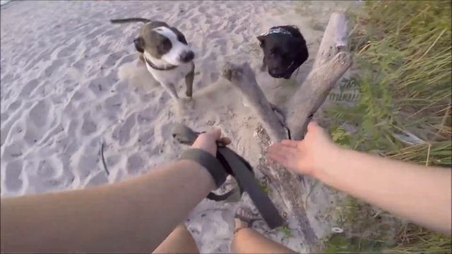 Амстаффтерьер и питбуль - метис/amstaff Terrier And Half-breed Pit Bull (GoProHero3+)