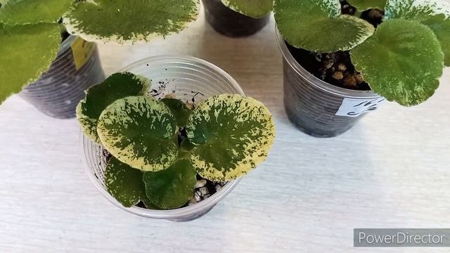 ПАСЫНКИ ФИАЛКИ. Фиалка стала фабрикой пасынков из точки роста)). Выращиваю Пасынки Фиалки. смотреть онлайн