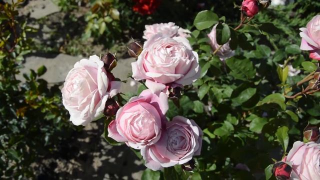 МОЙ #РОЗАРИЙ своими руками #новинка #розы #лето #про_розы #лето2020 #красота #цветы #обзор #природа смотреть онлайн