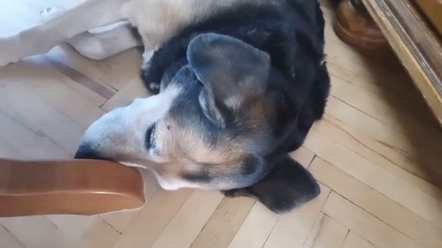 Кошка или собака? смотреть онлайн