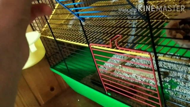 Room-tour по клетке моей крысы?#крыса#грызуны#клетка #YourPrincessVeta смотреть онлайн