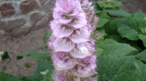 Шалфей мускатный  (лат. Salvia sclarea) — вид рода Шалфей (Salvia) семейства Яснотковые (Lamiaceae)