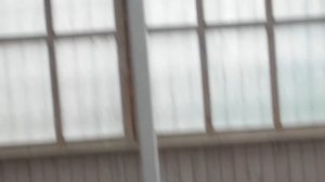 Высоколётные голуби Александра Катомина клуб((Феникс Москва))