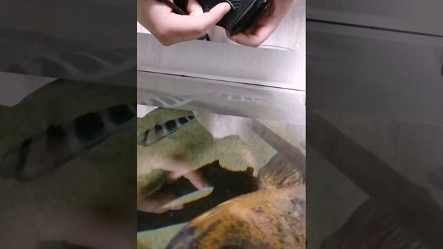 Помпа погружная для аквариума. #аквариумистика #помпа #для #аквариума #идея #или #не # обходимосьт смотреть онлайн