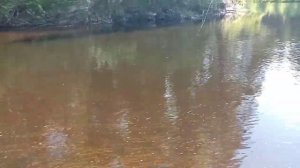 Рыбалка на реке Пинега. ЗА ХАРЮЗОМ!