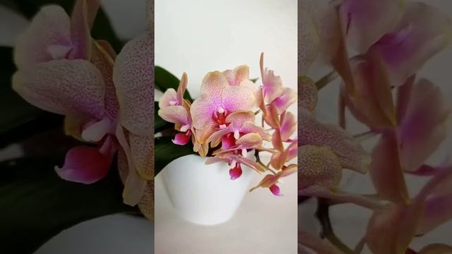 любимая орхидея смотреть онлайн