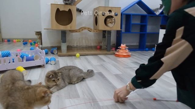 New Funny Animals 2023 ?? Funniest Cats and Dogs ?? Part 8 смотреть онлайн