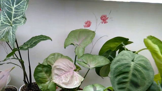 Обзор моих цветочков на стеллаже (часть 2) смотреть онлайн