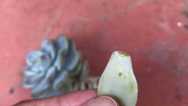 || xGRAPTOVERIA TITUBANS || CARE TIPS || смотреть онлайн