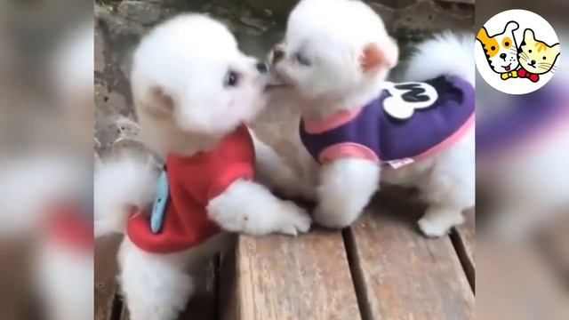 Забавные и милые Померанские шпицы ??Белые шпицы Стрижка шпица? смотреть онлайн
