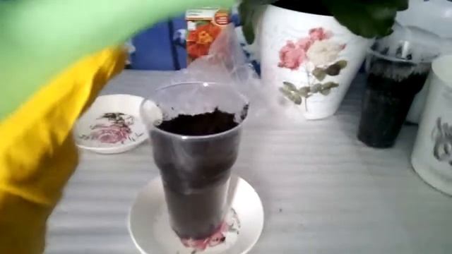 Второй способ посадки Бархатцев Кармен. 1 смотреть онлайн