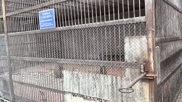 Посетили питомник обезьян в г.Сухум. смотреть онлайн