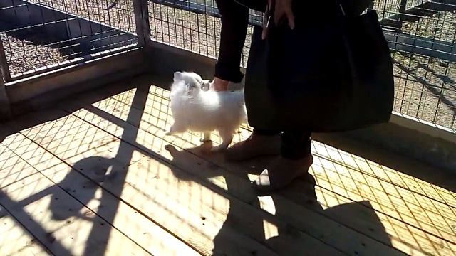 Японские шпицы в питомнике Белый Лекарь смотреть онлайн