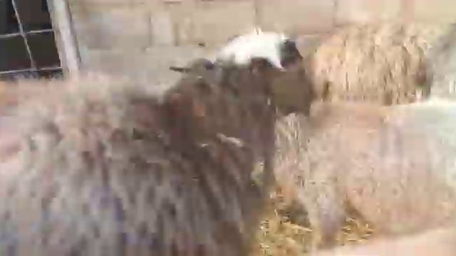 Домашнее видео.Романовская порода овец.Романовская овца. смотреть онлайн