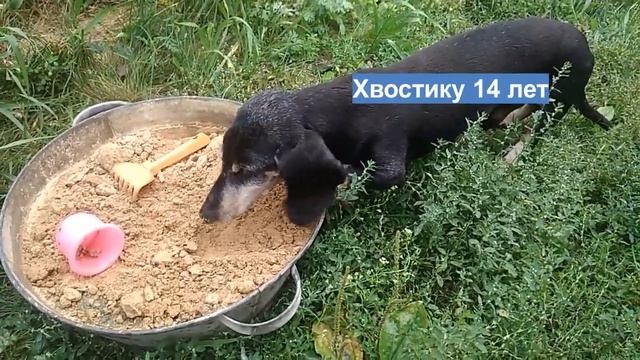 почему собака ест песок смотреть онлайн