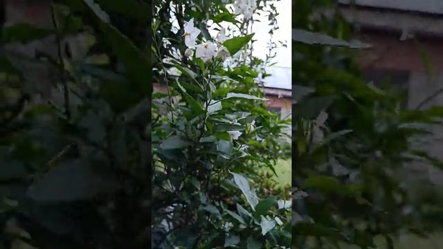 awesome indoor/outdoor potato plants in bloem (#solanum jasminoides) смотреть онлайн