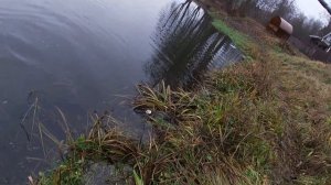 Джеркбейты Strike Pro Buster Jerk, Buster Swim. Рыбалка на платном пруду Пионерский в ноябре.