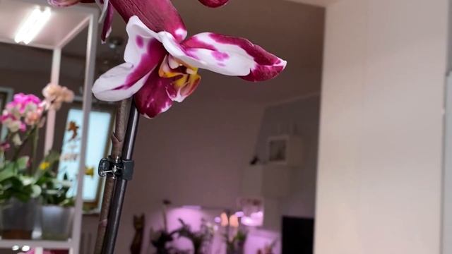 ОЧЕНЬ КРАСИВЫЕ ОРХИДЕИ!!! смотреть онлайн