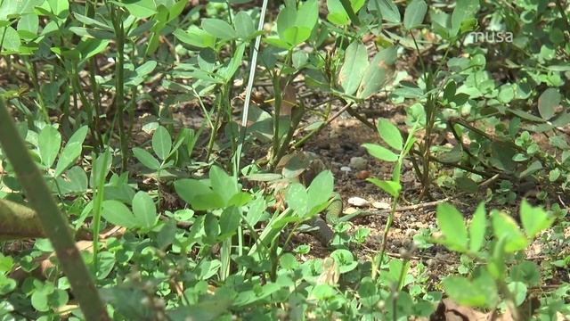 Lagarto-verde (Ameiva ameiva) смотреть онлайн