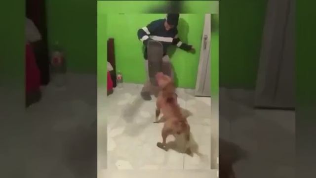 Собака не кусается? Нет, она режет) смотреть онлайн