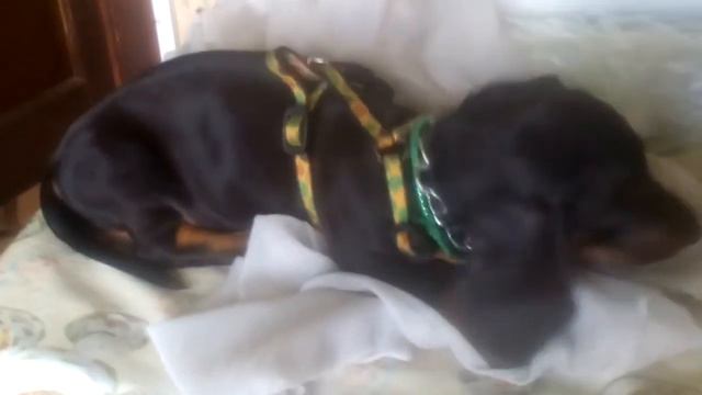 Таксы к осени дешевеют.можно купить от2000-5000.на авито.но есть и другие породы ДЕШЕВЛЕ.на Авито смотреть онлайн