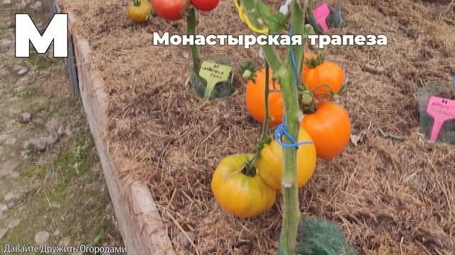 Томаты на букву М. ПОЛНЫЙ ОБЗОР. ОТ А ДО Я смотреть онлайн