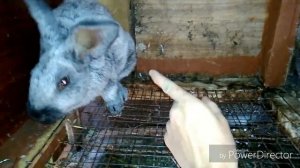 .кролики от А до Я?Полтавское серебро описание породы kroliki zhivotnovodstvo