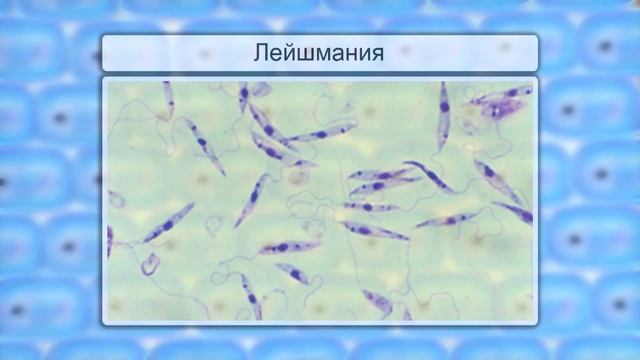 Жгутиконосцы, инфузории. Видеоурок по биологии 7 класс смотреть онлайн