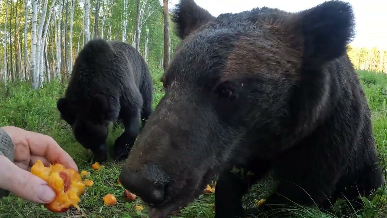 Медведи доедают подарки. смотреть онлайн