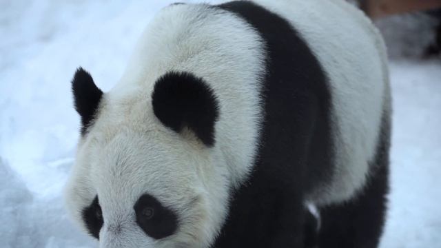 Панды в Московском зоопарке предсказали победителей медального зачета зимних Олимпийских игр 2022 г смотреть онлайн