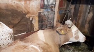 ВЫПАДЕНИЕ ВЛАГАЛИЩА У КОРОВ.