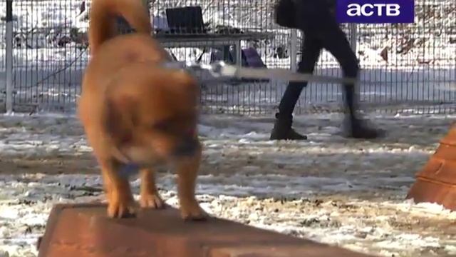 В Южно-Сахалинске открылась первая площадка для выгула и дрессировки собак смотреть онлайн