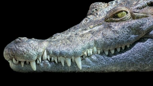 3 САМЫХ ДРЕВНИХ ЖИВОТНЫХ НА ПЛАНЕТЕ. ДРЕВНОСТЬ. ПЛАНЕТА. КРОКОДИЛ. ЧЕРЕПАХА. ГИГАНТЫ. ЭВОЛЮЦИЯ. смотреть онлайн