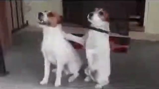 Смешные животные Умные собаки Видео смотреть онлайн