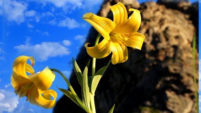 Ardas Bhaee Mantra. смотреть онлайн