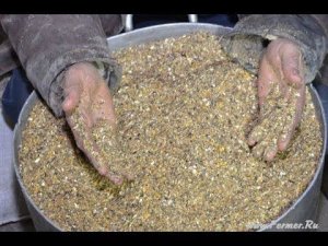 Составляем рацион для взрослых кур. Хозяйство Гуковские куры