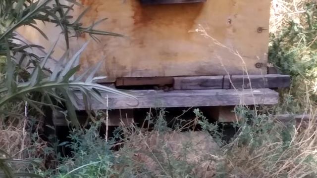 Кавказская серая горная пчела смотреть онлайн