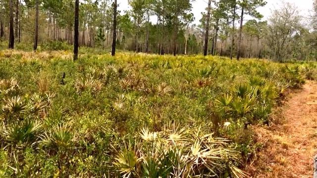 Standard Poodle Puppy Retrieving - Hans March 2013 #2 смотреть онлайн