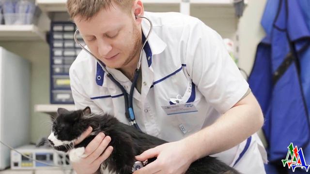 Кошке Аделе было страшно, она заползла мне в подмышку и вытянула заднюю ногу для катетера