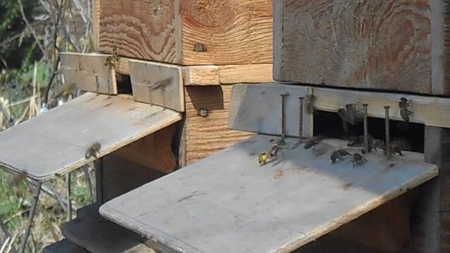 Безрамочное пчеловодство. Определение силы семьи по лёту пчёл. смотреть онлайн
