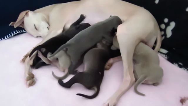 Italian Greyhound смотреть онлайн