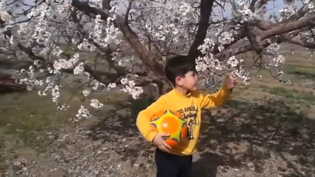 КАК ЦВЕТЕТ Армянский Абрикосы и персики и Черная смородина смотреть онлайн