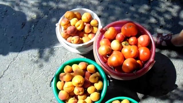 Абрикосы с непривитых Деревьев на рынке в Сибири 2019г смотреть онлайн