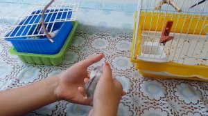 Можно ли содержать попугая и хомяка вместе?  Знакомство Дейзи и Фионы!