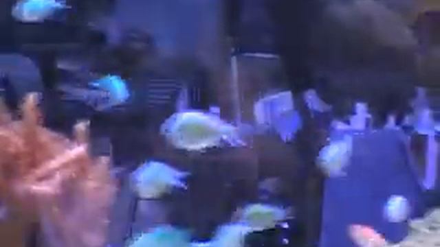 Ghaleb's 300 Gallon Reef Aquarium part 1 смотреть онлайн