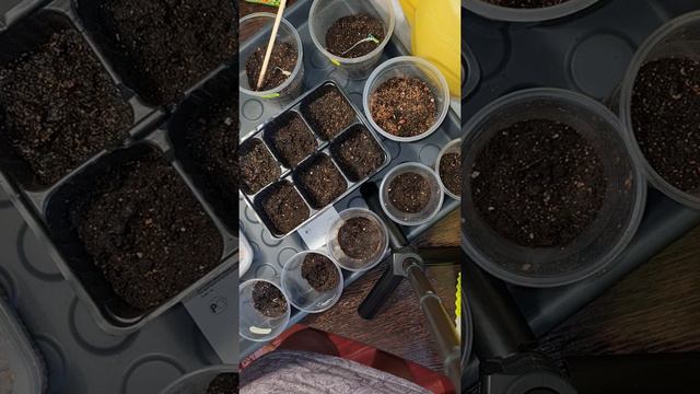 Посев пророщенных семян🍅🫑🌶🥒🍉 смотреть онлайн