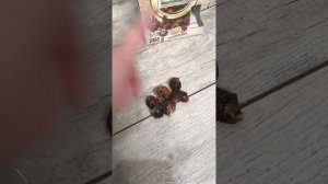 Жирные волосы на следующий день после мытья что делать